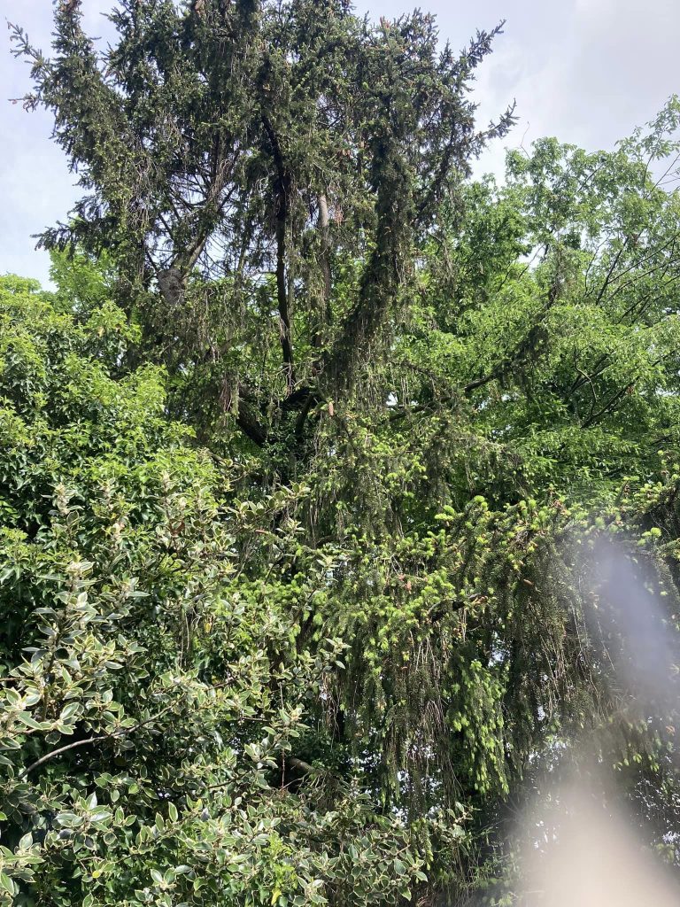 Abattage arbre wittenheim