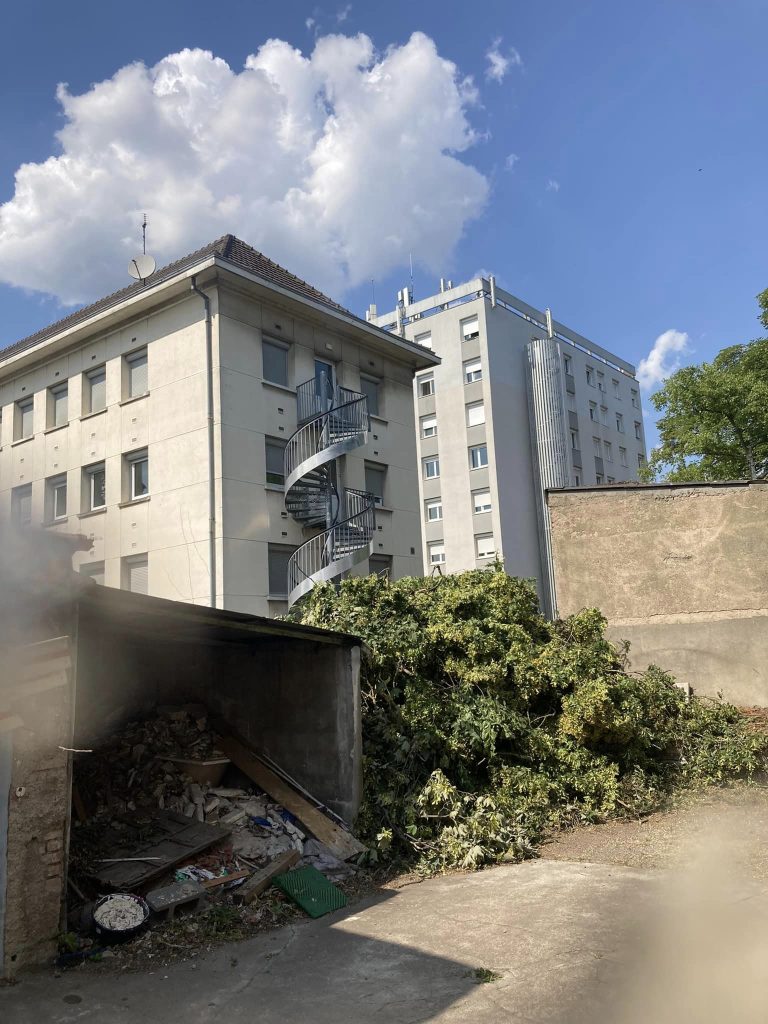 Abattage arbre devant immeuble mulhouse