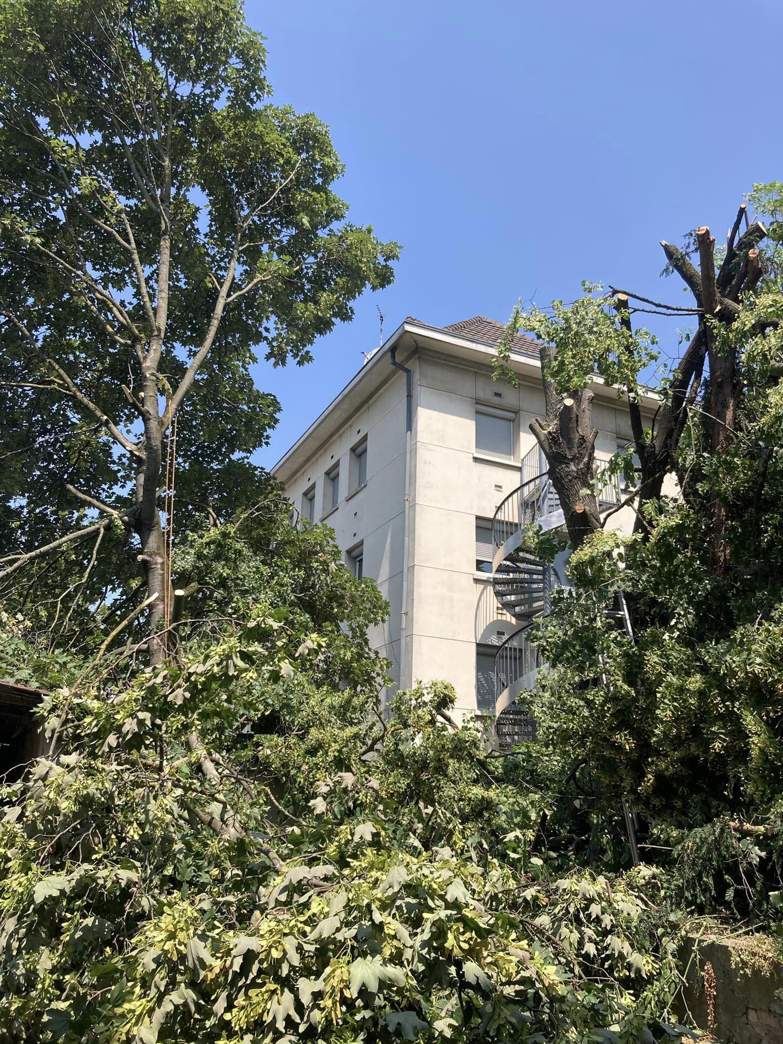 Abattage d’arbres à Mulhouse