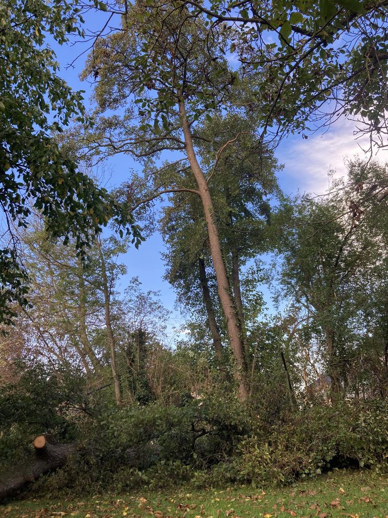 Abattage arbre bord de rivière