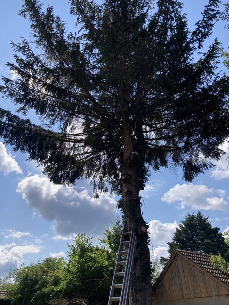 Abattage d’un sapin dans le haut-rhin