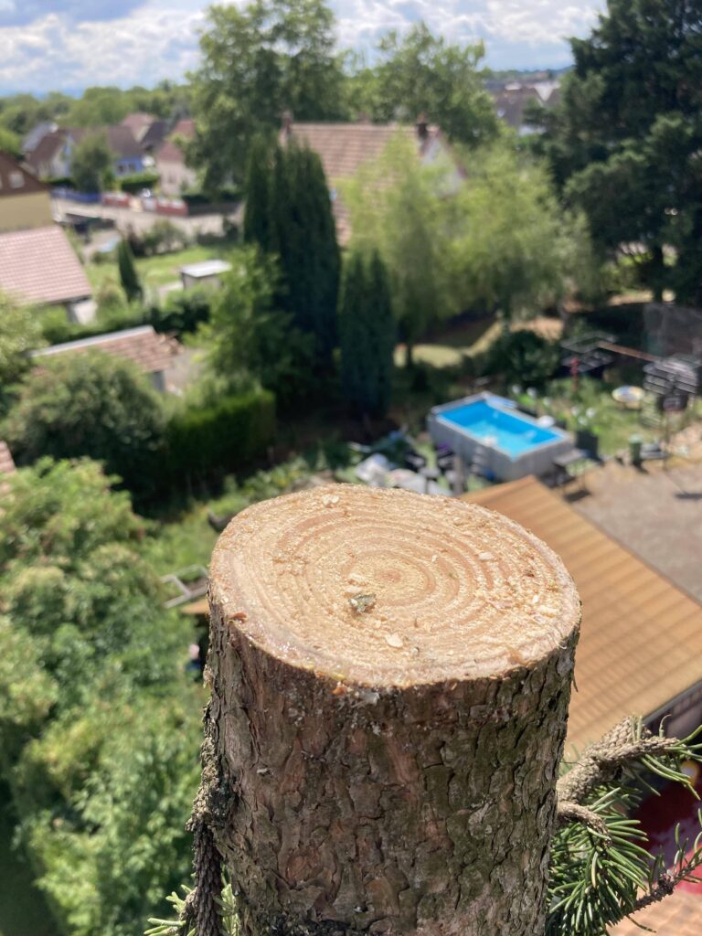 Abattage d’un sapin près de Mulhouse