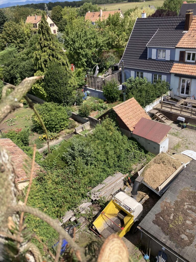 Abattage d’un sapin près de Mulhouse