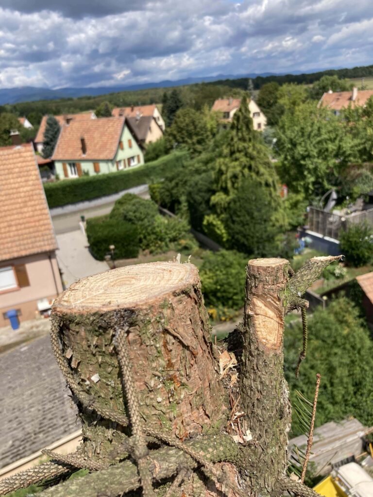 Abattage d’un sapin près de Wittenheim