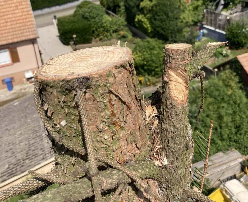 Abattage d’un sapin près de Wittenheim