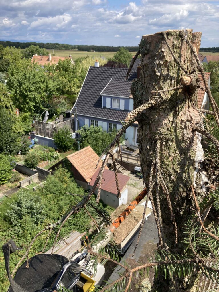 Abattage d’un sapin près de Wittenheim