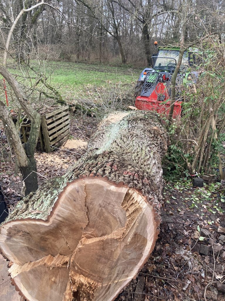 abattage arbre haut-rhin