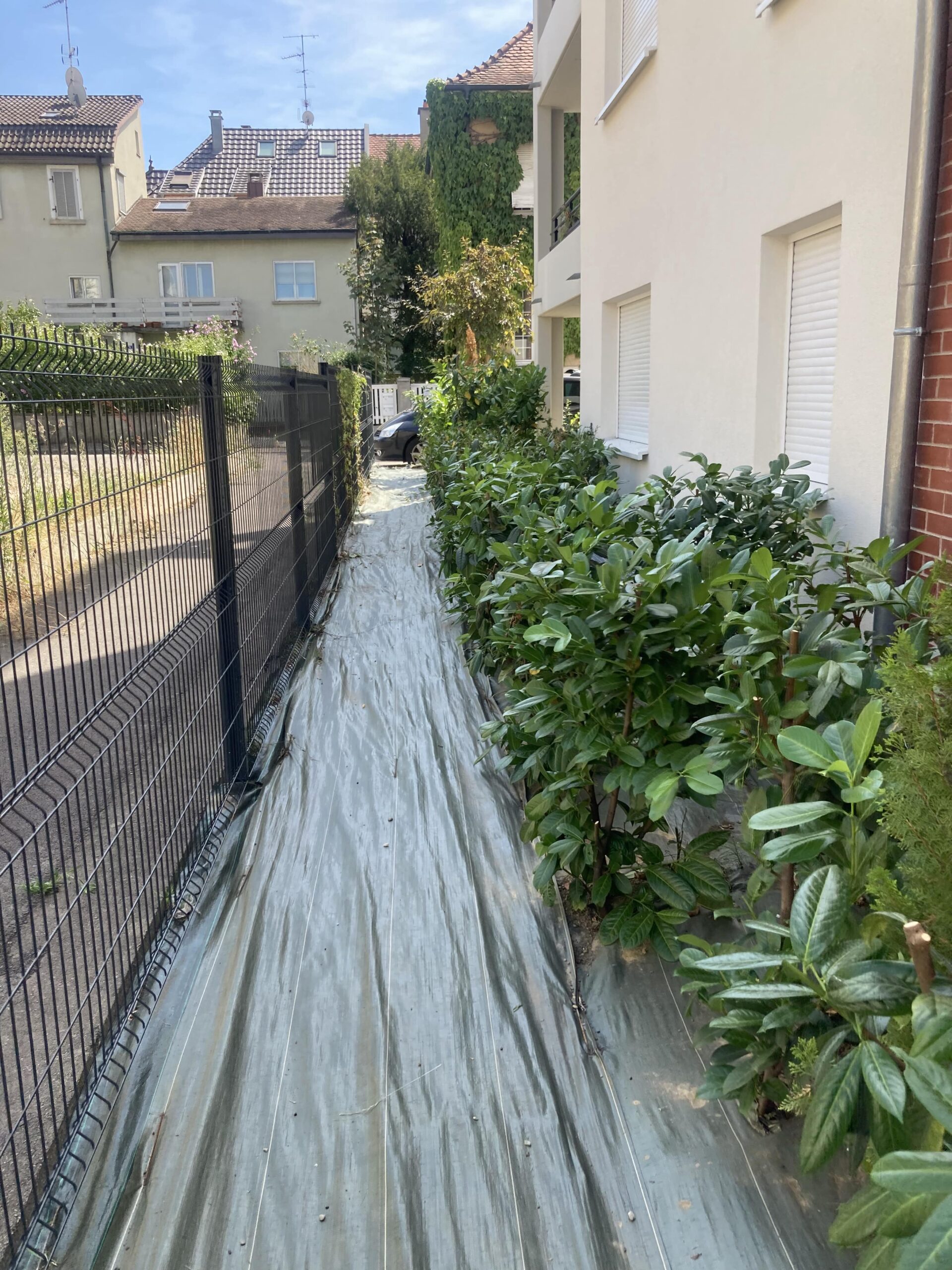 Taille de haie et tonte de pelouse à Saint-Louis