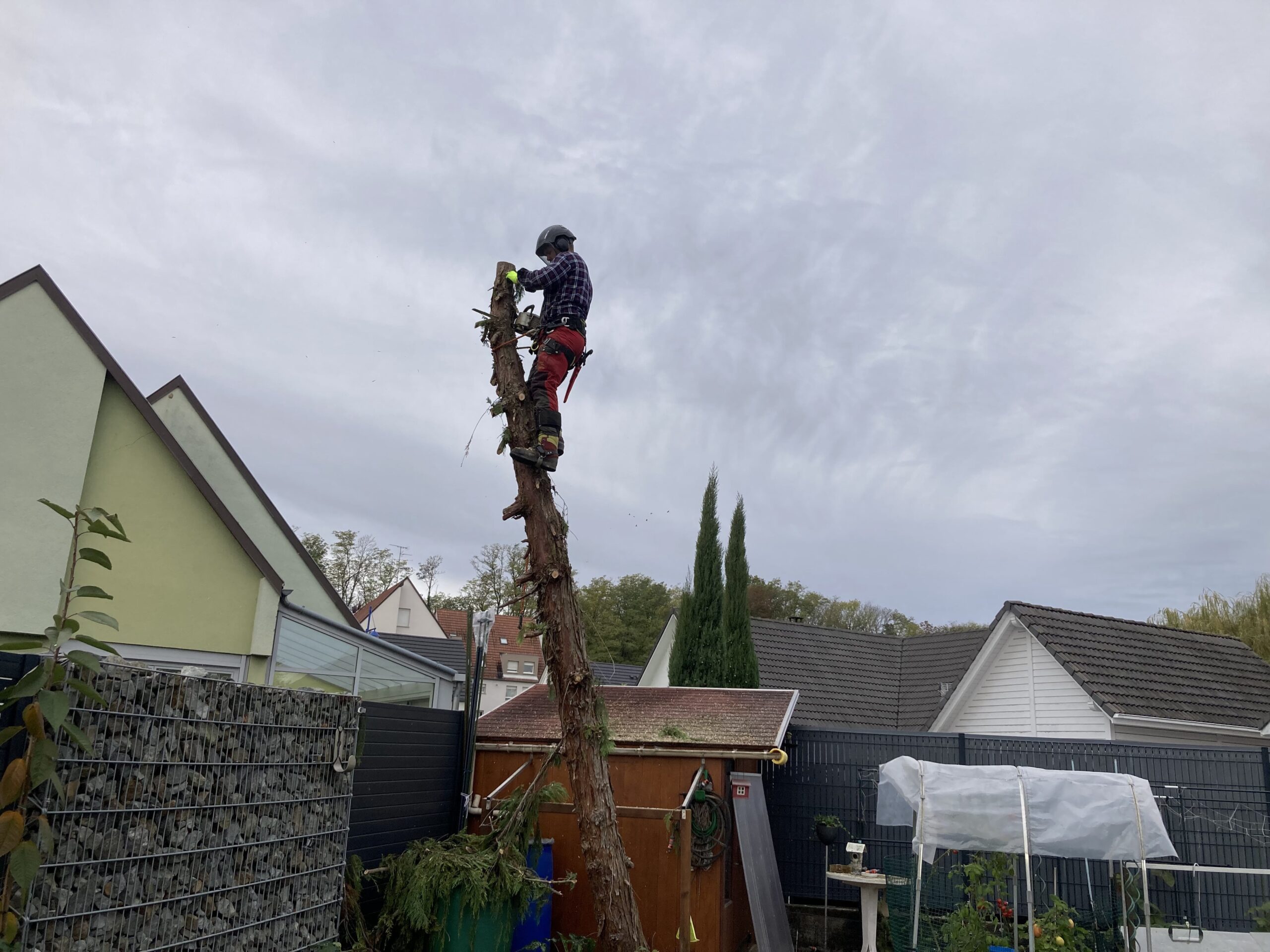 Abattage d’un arbre à Sierentz