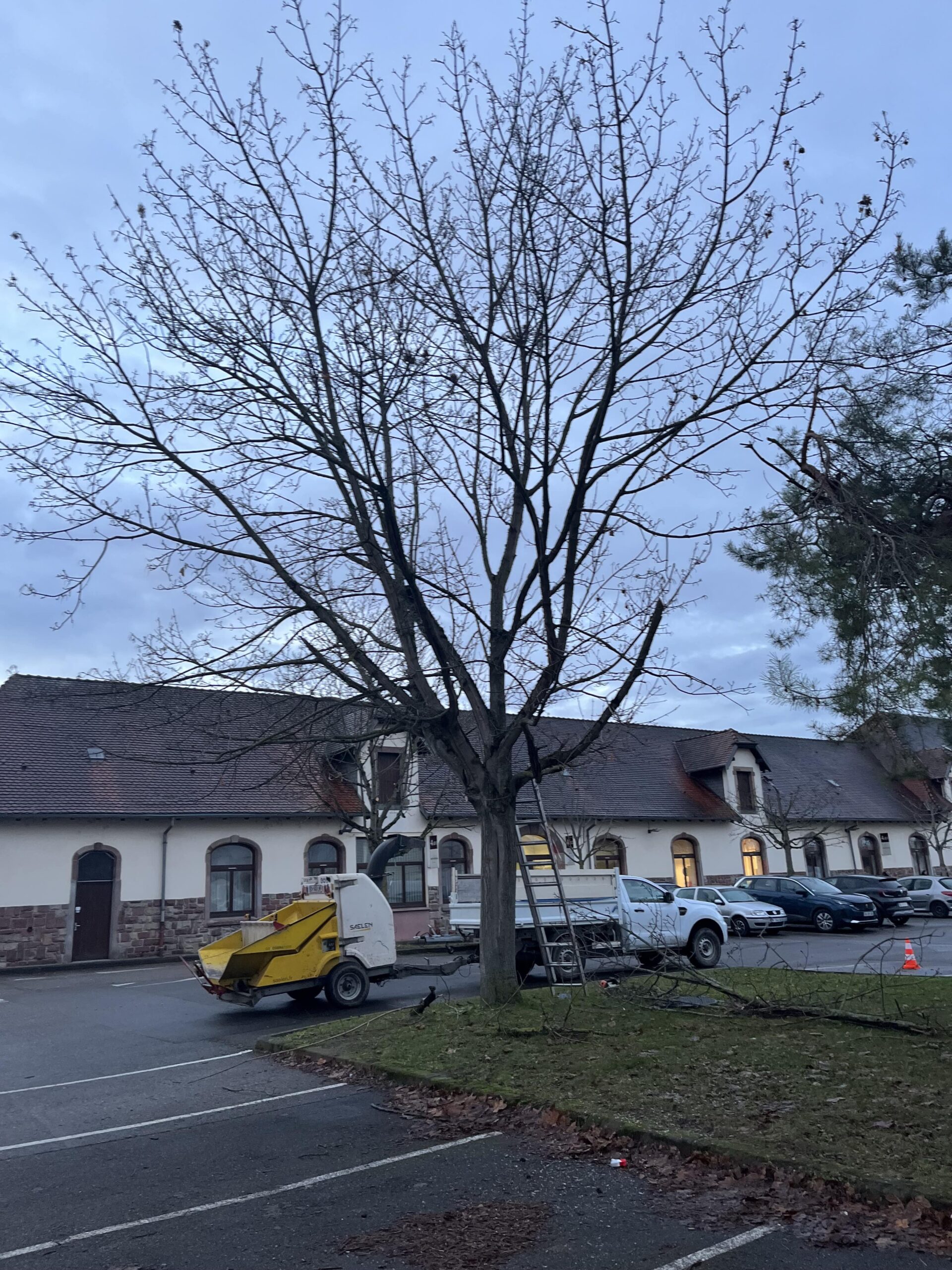 Élagage et abattage d’un arbre à Mulhouse