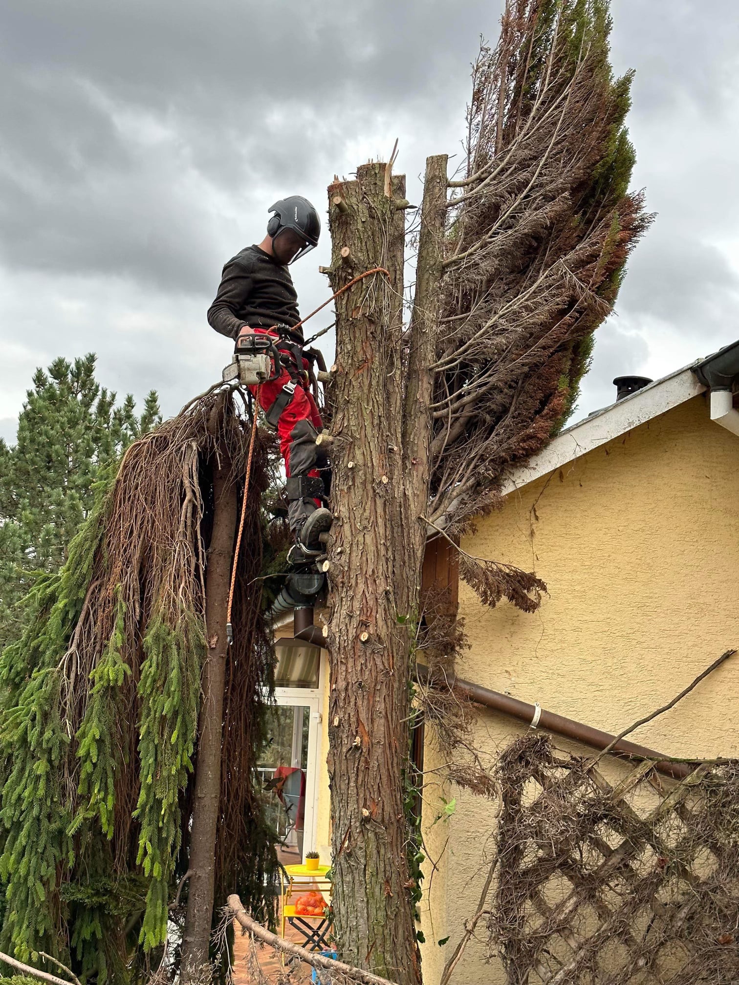 Abattage de deux arbres à Habsheim