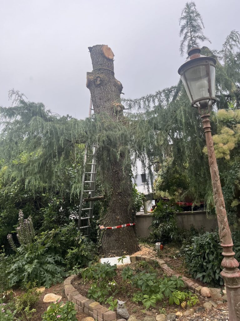 Abattage d'un cèdre Haut-rhin