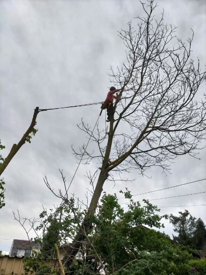 Abattage d’arbres à Kingersheim