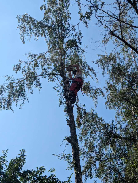 Abattage d'un cèdre et de deux bouleaux à Orschwihr