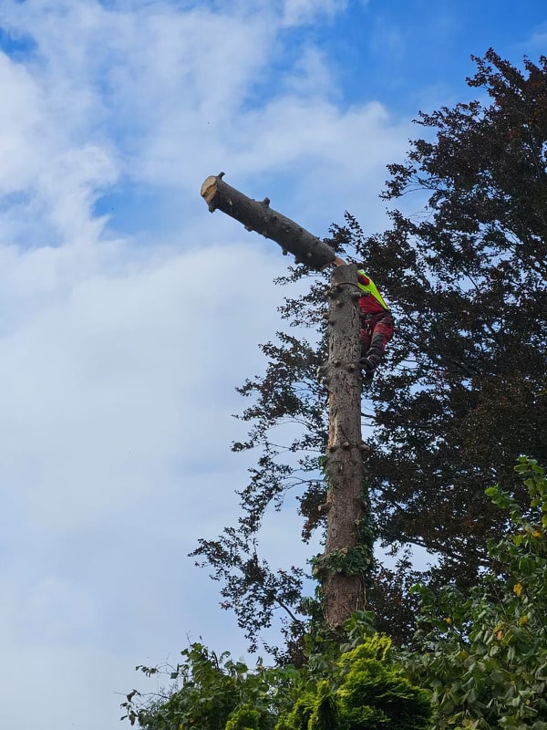 Abattage par démontage d'un sapin sec Mulhouse